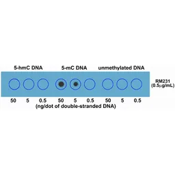 Anti-5-Methylcytosine / 5-mC antibody [RM231] used in Dot blot (Dot). GTX33606